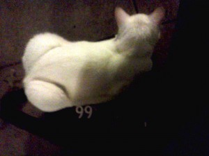 White cat on laptop bag